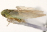  ( - CNC#HEM403641)  @12 [ ] CreativeCommons - Attribution (2012) CNC/CBG Photography Group Centre for Biodiversity Genomics