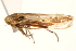  ( - CNC#HEM403642)  @11 [ ] CreativeCommons - Attribution (2012) CNC/CBG Photography Group Centre for Biodiversity Genomics