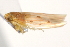  (Balclutha impicta - CNC#HEM403646)  @12 [ ] CreativeCommons - Attribution (2012) CNC/CBG Photography Group Centre for Biodiversity Genomics