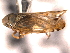  ( - CNC#HEM403892)  @11 [ ] CreativeCommons - Attribution (2012) CNC/CBG Photography Group Centre for Biodiversity Genomics
