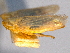  (Rhopalopyx vitripennis - CNC#HEM403999)  @11 [ ] CreativeCommons - Attribution (2012) CNC/CBG Photography Group Centre for Biodiversity Genomics