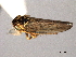  ( - CNC#HEM404341)  @13 [ ] CreativeCommons - Attribution (2012) CNC/CBG Photography Group Centre for Biodiversity Genomics