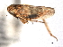  ( - CNC#HEM404367)  @11 [ ] CreativeCommons - Attribution (2012) CNC/CBG Photography Group Centre for Biodiversity Genomics