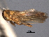  ( - CNC#HEM404387)  @13 [ ] CreativeCommons - Attribution (2012) CNC/CBG Photography Group Centre for Biodiversity Genomics