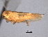  ( - CNC#HEM404390)  @13 [ ] CreativeCommons - Attribution (2012) CNC/CBG Photography Group Centre for Biodiversity Genomics