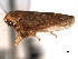  ( - CNC#HEM404401)  @11 [ ] CreativeCommons - Attribution (2012) CNC/CBG Photography Group Centre for Biodiversity Genomics