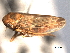  ( - CNC#HEM404426)  @13 [ ] CreativeCommons - Attribution (2012) CNC/CBG Photography Group Centre for Biodiversity Genomics
