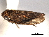  ( - CNC#HEM404436)  @11 [ ] CreativeCommons - Attribution (2012) CNC/CBG Photography Group Centre for Biodiversity Genomics