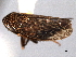  ( - CNC#HEM404437)  @11 [ ] CreativeCommons - Attribution (2012) CNC/CBG Photography Group Centre for Biodiversity Genomics