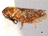  ( - CNC#HEM404439)  @11 [ ] CreativeCommons - Attribution (2012) CNC/CBG Photography Group Centre for Biodiversity Genomics
