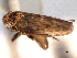  ( - CNC#HEM404440)  @11 [ ] CreativeCommons - Attribution (2012) CNC/CBG Photography Group Centre for Biodiversity Genomics