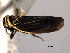  ( - CNC#HEM404469)  @13 [ ] CreativeCommons - Attribution (2012) CNC/CBG Photography Group Centre for Biodiversity Genomics