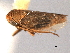  ( - CNC#HEM404480)  @11 [ ] CreativeCommons - Attribution (2012) CNC/CBG Photography Group Centre for Biodiversity Genomics