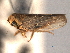  (Limotettix vaccinii - CNC#HEM404485)  @13 [ ] CreativeCommons - Attribution (2012) CNC/CBG Photography Group Centre for Biodiversity Genomics