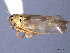  ( - CNC#HEM404566)  @11 [ ] CreativeCommons - Attribution (2012) CNC/CBG Photography Group Centre for Biodiversity Genomics