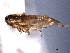  ( - CNC#HEM404567)  @11 [ ] CreativeCommons - Attribution (2012) CNC/CBG Photography Group Centre for Biodiversity Genomics