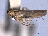  ( - CNC#HEM404569)  @11 [ ] CreativeCommons - Attribution (2012) CNC/CBG Photography Group Centre for Biodiversity Genomics