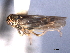  ( - CNC#HEM404571)  @11 [ ] CreativeCommons - Attribution (2012) CNC/CBG Photography Group Centre for Biodiversity Genomics