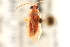  (Ommatodema - PBI 00075485)  @11 [ ] CreativeCommons - Attribution (2012) CNC/CBG Photography Group Centre for Biodiversity Genomics