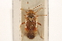  ( - PBI 00396085)  @11 [ ] CreativeCommons - Attribution (2012) CNC/CBG Photography Group Centre for Biodiversity Genomics