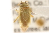  (Taylorilygus - PBI 00396128)  @15 [ ] CreativeCommons - Attribution (2012) CNC/CBG Photography Group Centre for Biodiversity Genomics