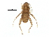  (Hesperoctenes fumarius - BIOUG31901-B03)  @11 [ ] CreativeCommons - Attribution (2017) CBG Photography Group Centre for Biodiversity Genomics