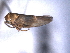  ( - CNC#HEM404656)  @11 [ ] CreativeCommons - Attribution (2012) CNC/CBG Photography Group Centre for Biodiversity Genomics