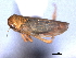  ( - CNC#HEM404658)  @11 [ ] CreativeCommons - Attribution (2012) CNC/CBG Photography Group Centre for Biodiversity Genomics