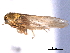  ( - CNC#HEM404692)  @11 [ ] CreativeCommons - Attribution (2012) CNC/CBG Photography Group Centre for Biodiversity Genomics