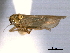  ( - CNC#HEM404693)  @11 [ ] CreativeCommons - Attribution (2012) CNC/CBG Photography Group Centre for Biodiversity Genomics