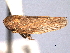  ( - CNC#HEM404962)  @11 [ ] CreativeCommons - Attribution (2012) CNC/CBG Photography Group Centre for Biodiversity Genomics
