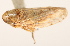  ( - CNC#HEM405247)  @13 [ ] CreativeCommons - Attribution (2012) CNC/CBG Photography Group Centre for Biodiversity Genomics