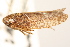  (Texananus spatulatus - CNC#HEM405322)  @14 [ ] CreativeCommons - Attribution (2012) CNC/CBG Photography Group Centre for Biodiversity Genomics