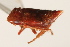  ( - CNC#HEM405341)  @12 [ ] CreativeCommons - Attribution (2012) CNC/CBG Photography Group Centre for Biodiversity Genomics