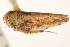  ( - CNC#HEM405354)  @13 [ ] CreativeCommons - Attribution (2012) CNC/CBG Photography Group Centre for Biodiversity Genomics