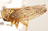  (Populicerus midas - CNC#HEM405399)  @14 [ ] CreativeCommons - Attribution (2012) CNC/CBG Photography Group Centre for Biodiversity Genomics