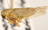  (Populicerus stellaris - CNC#HEM405403)  @14 [ ] CreativeCommons - Attribution (2012) CNC/CBG Photography Group Centre for Biodiversity Genomics