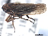  ( - CNC#HEM405446)  @12 [ ] CreativeCommons - Attribution (2012) CBG Photography Group Centre for Biodiversity Genomics