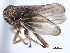  (Errhomus brevis minor - CNC#HEM405447)  @13 [ ] CreativeCommons - Attribution (2012) CBG Photography Group Centre for Biodiversity Genomics