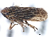  ( - CNC#HEM405449)  @11 [ ] CreativeCommons - Attribution (2012) CBG Photography Group Centre for Biodiversity Genomics