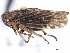  ( - CNC#HEM405450)  @13 [ ] CreativeCommons - Attribution (2012) CBG Photography Group Centre for Biodiversity Genomics