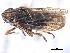  (Errhomus lineatus cordatus - CNC#HEM405451)  @14 [ ] CreativeCommons - Attribution (2012) CBG Photography Group Centre for Biodiversity Genomics