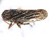  ( - CNC#HEM405453)  @13 [ ] CreativeCommons - Attribution (2012) CBG Photography Group Centre for Biodiversity Genomics