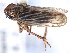  ( - CNC#HEM405454)  @13 [ ] CreativeCommons - Attribution (2012) CBG Photography Group Centre for Biodiversity Genomics