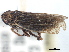  ( - CNC#HEM405473)  @11 [ ] CreativeCommons - Attribution (2012) CBG Photography Group Centre for Biodiversity Genomics