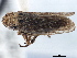  ( - CNC#HEM405474)  @11 [ ] CreativeCommons - Attribution (2012) CBG Photography Group Centre for Biodiversity Genomics
