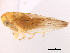  (Populicerus inebrius - CNC#HEM405515)  @11 [ ] CreativeCommons - Attribution (2012) CBG Photography Group Centre for Biodiversity Genomics