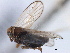  ( - CNC#HEM405654)  @13 [ ] CreativeCommons - Attribution (2012) CNC/CBG Photography Group Centre for Biodiversity Genomics