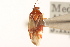 (Lygidea rosacea - PBI 00396226)  @14 [ ] CreativeCommons - Attribution (2012) CNC/CBG Photography Group Centre for Biodiversity Genomics