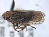  ( - CNC#HEM405467)  @12 [ ] CreativeCommons - Attribution (2012) CBG Photography Group Centre for Biodiversity Genomics